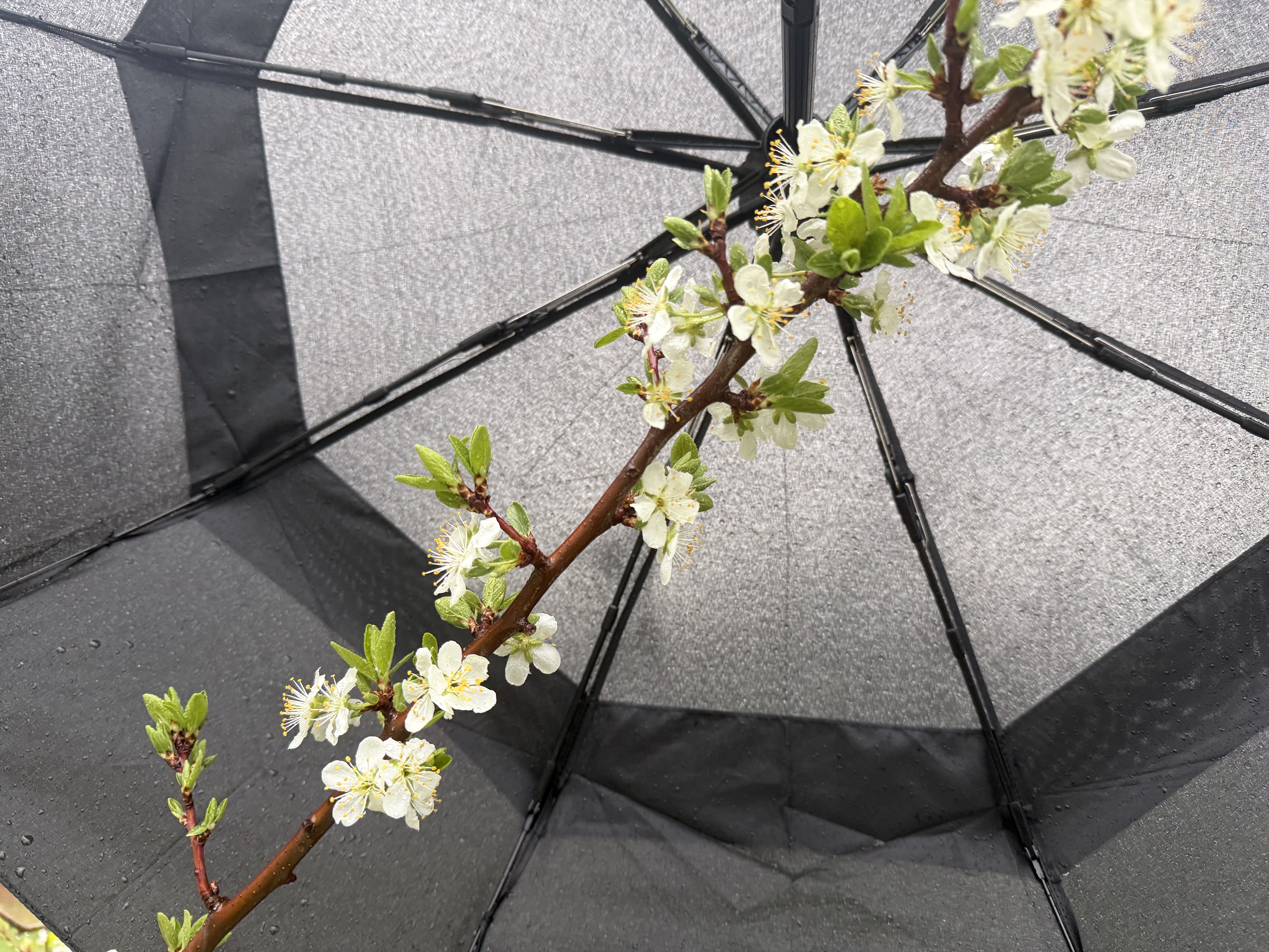 White flowers blooming on a branch of a European plum tree.